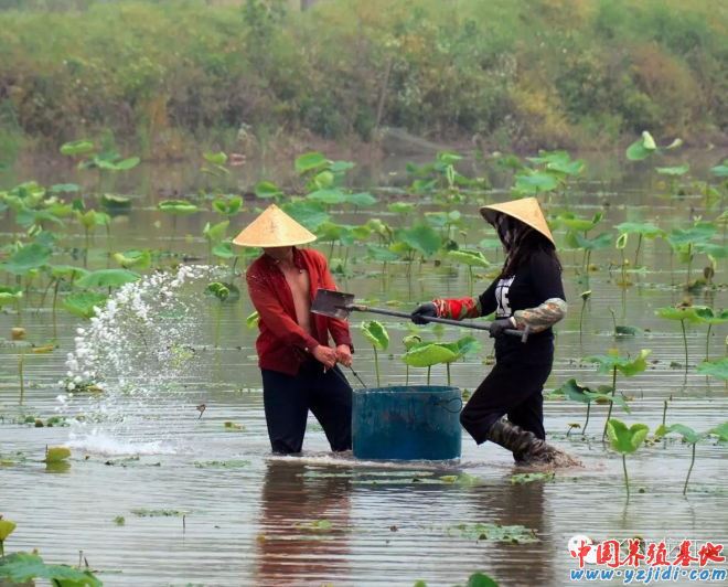 中國養殖基地 yzjidi.com