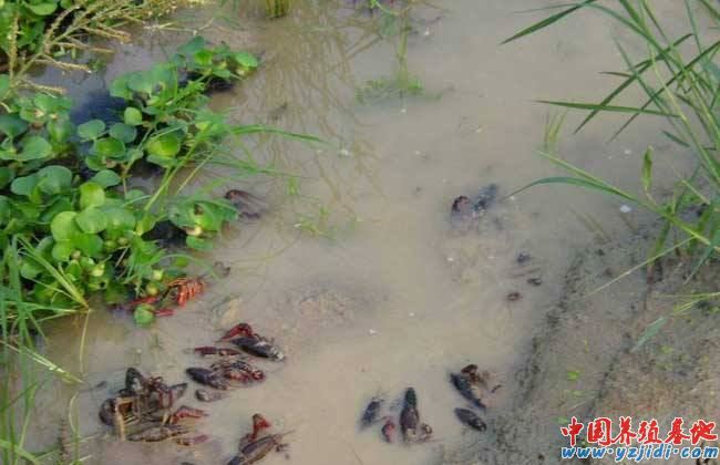 中國養殖基地 yzjidi.com