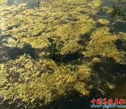 中國養殖基地 yzjidi.com