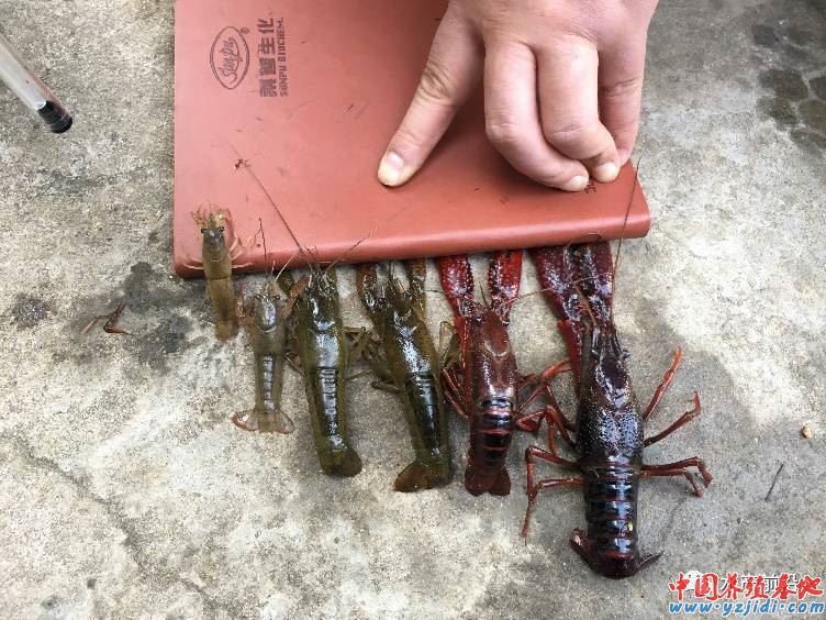 中國養殖基地 yzjidi.com