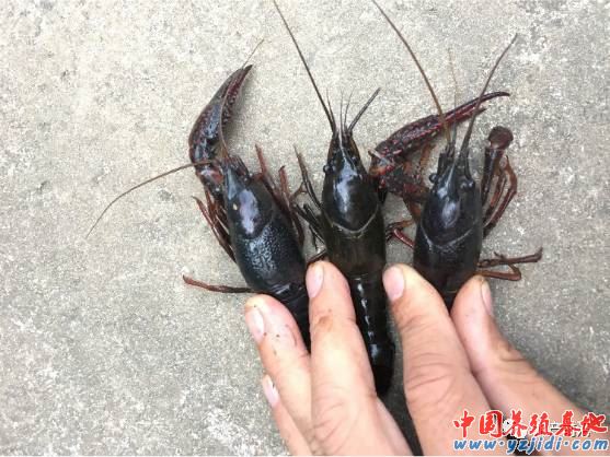 中國養殖基地 yzjidi.com