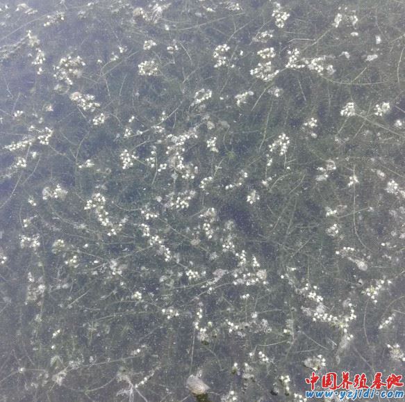 中國養殖基地 yzjidi.com