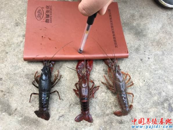 中國養殖基地 yzjidi.com