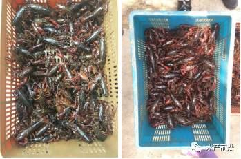 中國養殖基地 yzjidi.com