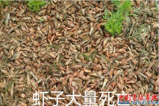 中國養殖基地 yzjidi.com