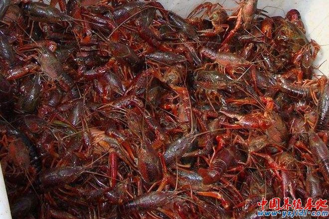中國養殖基地 yzjidi.com