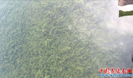 中國養殖基地 yzjidi.com