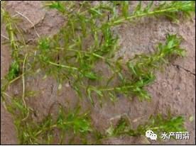 中國養殖基地 yzjidi.com