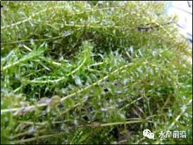 中國養殖基地 yzjidi.com