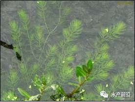 中國養殖基地 yzjidi.com