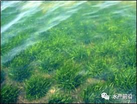 中國養殖基地 yzjidi.com