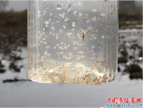 中國養殖基地 yzjidi.com