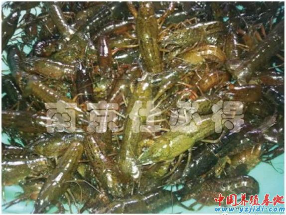 中國養殖基地 yzjidi.com