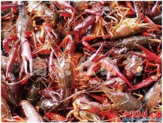 中國養殖基地 yzjidi.com
