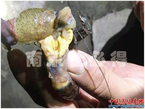 中國養殖基地 yzjidi.com