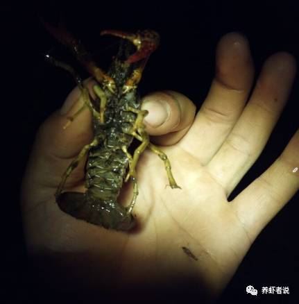 中國養殖基地 yzjidi.com