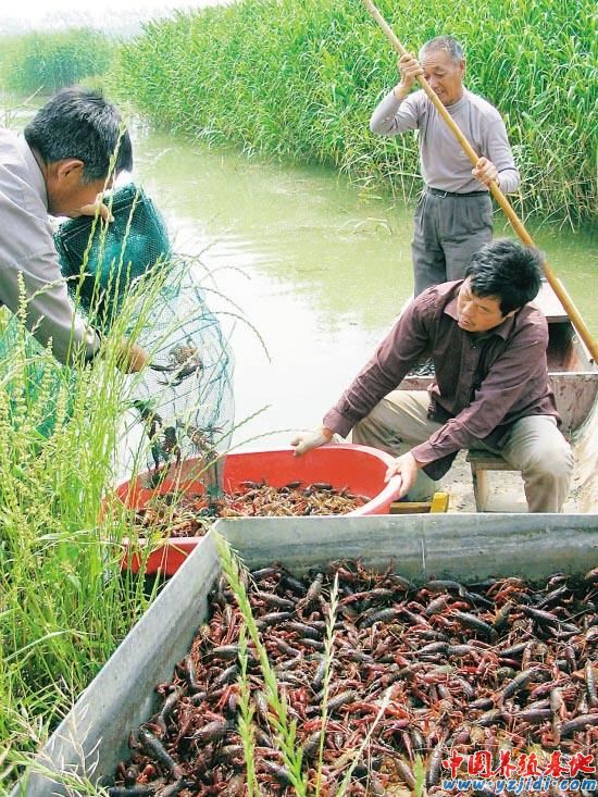 中國養殖基地 yzjidi.com