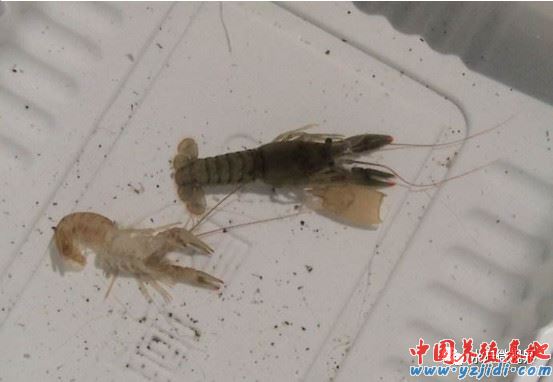 中國養殖基地 yzjidi.com