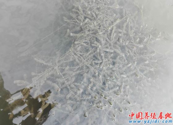 中國養殖基地 yzjidi.com