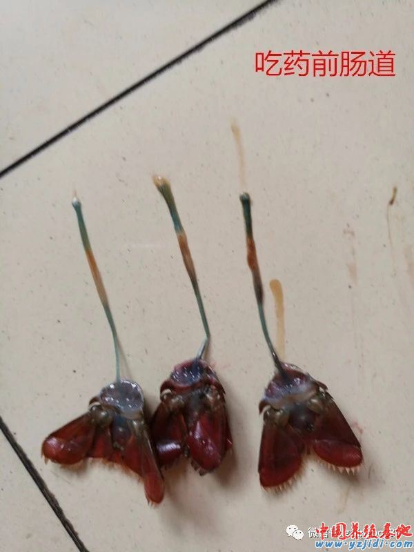 中國養殖基地 yzjidi.com