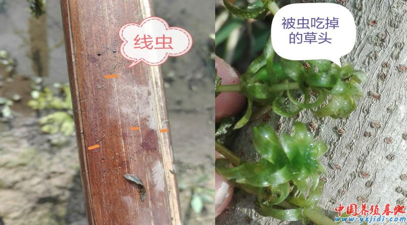 中國養殖基地 yzjidi.com