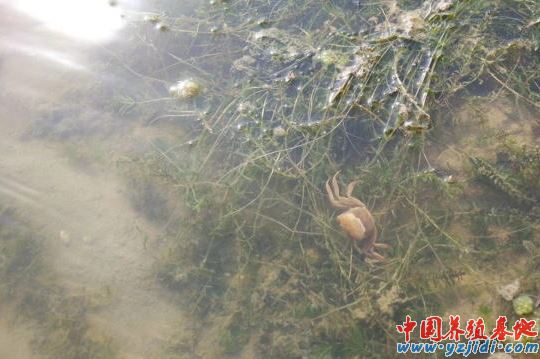 中國養殖基地 yzjidi.com