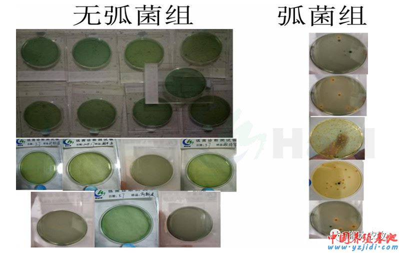 中國養殖基地 yzjidi.com