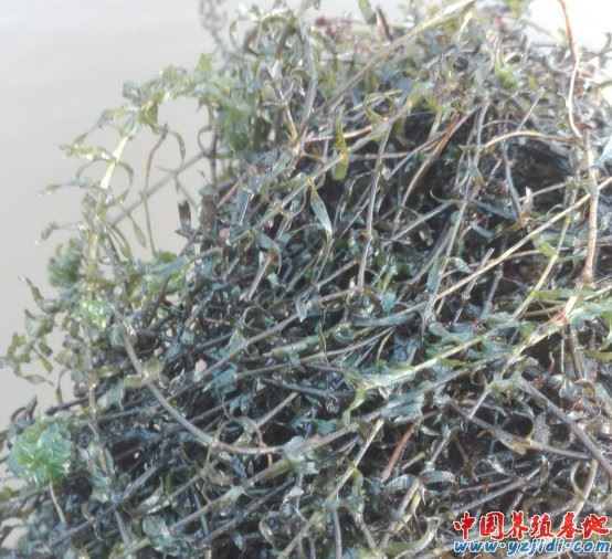 中國養殖基地 yzjidi.com