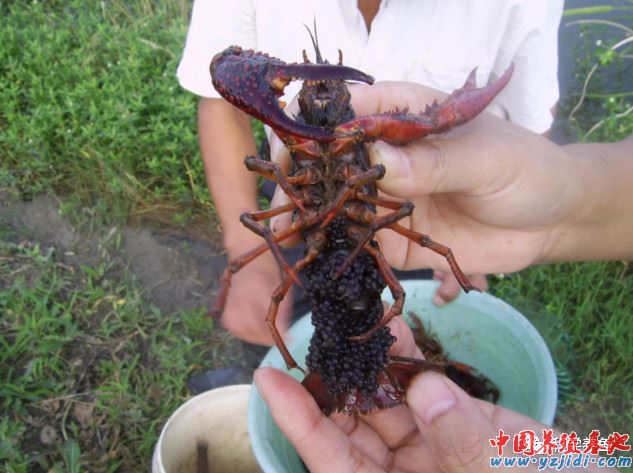 中國養殖基地 yzjidi.com