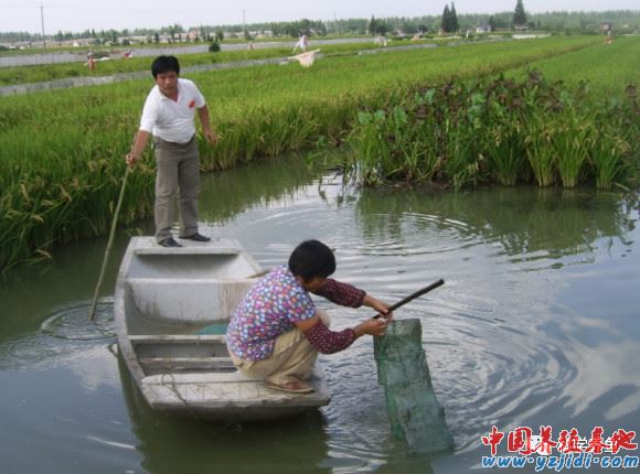 中國養殖基地 yzjidi.com