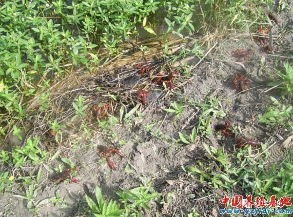 中國養殖基地 yzjidi.com