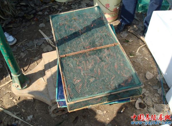 中國養殖基地 yzjidi.com