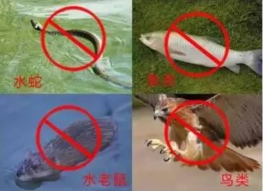中國養殖基地 yzjidi.com