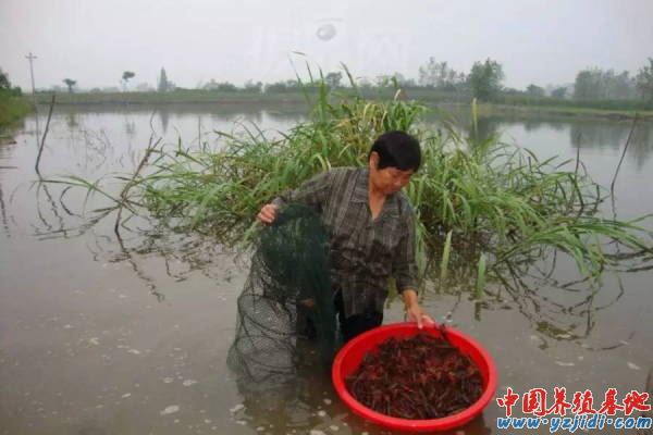 中國養殖基地 yzjidi.com