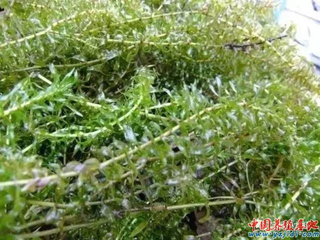 中國養殖基地 yzjidi.com