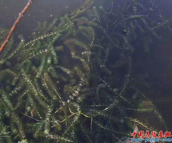 中國養殖基地 yzjidi.com