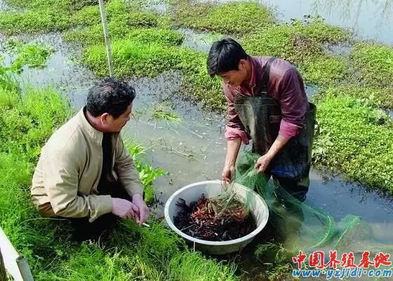 中國養殖基地 yzjidi.com