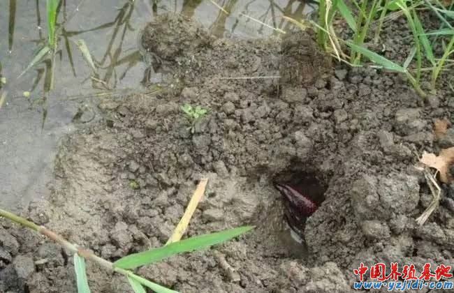 中國養殖基地 yzjidi.com