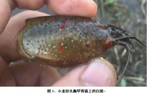 中國養殖基地 yzjidi.com