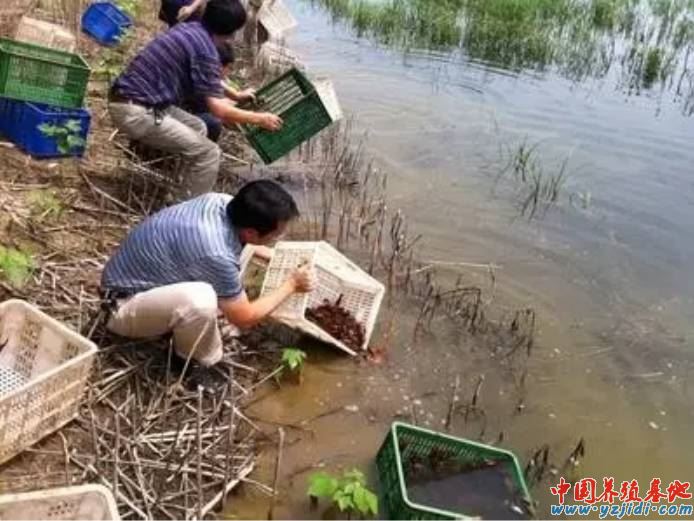 中國養殖基地 yzjidi.com