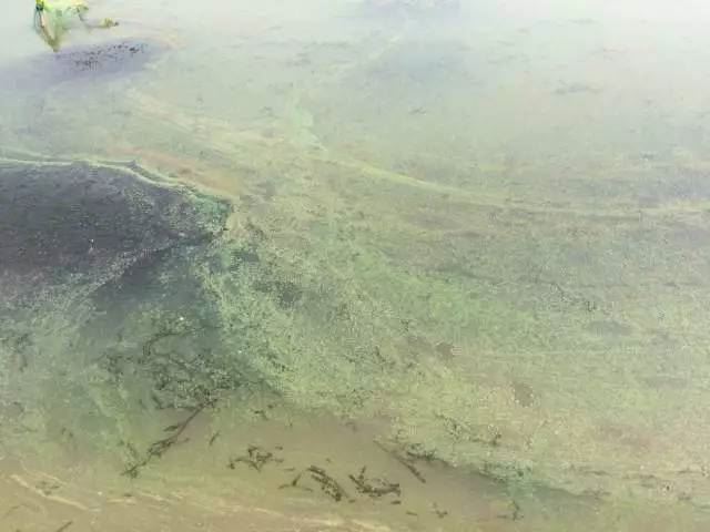 中國養殖基地 yzjidi.com