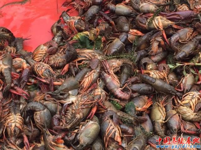 中國養殖基地 yzjidi.com