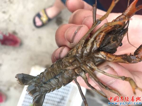中國養殖基地 yzjidi.com