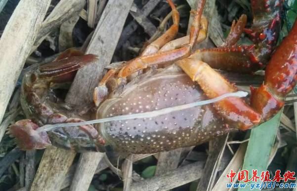 中國養殖基地 yzjidi.com