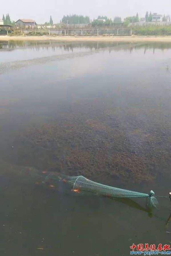 中國養殖基地 yzjidi.com