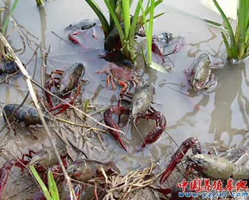 中國養殖基地 yzjidi.com