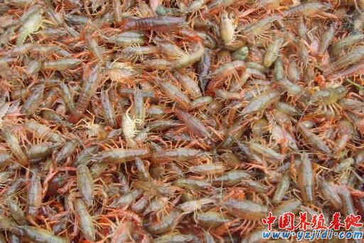 中國養殖基地 yzjidi.com