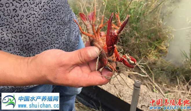 中國養殖基地 yzjidi.com
