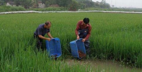 中國養殖基地 yzjidi.com