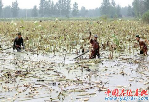 中國養殖基地 yzjidi.com